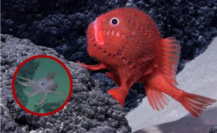 Expedición descubre en Chile 100 especies marinas hasta ahora desconocidas