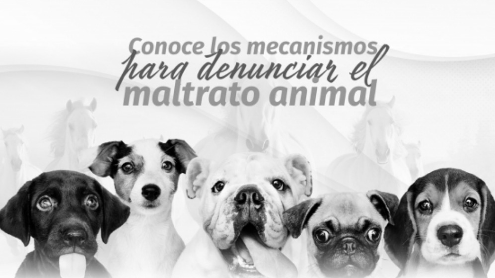 Refuerza Congreso del Estado mecanismos de denuncia ante casos de maltrato animal