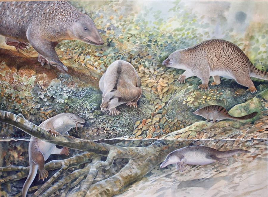 Australia estuvo habitado por una gran diversidad de monotremas hace cien millones de años