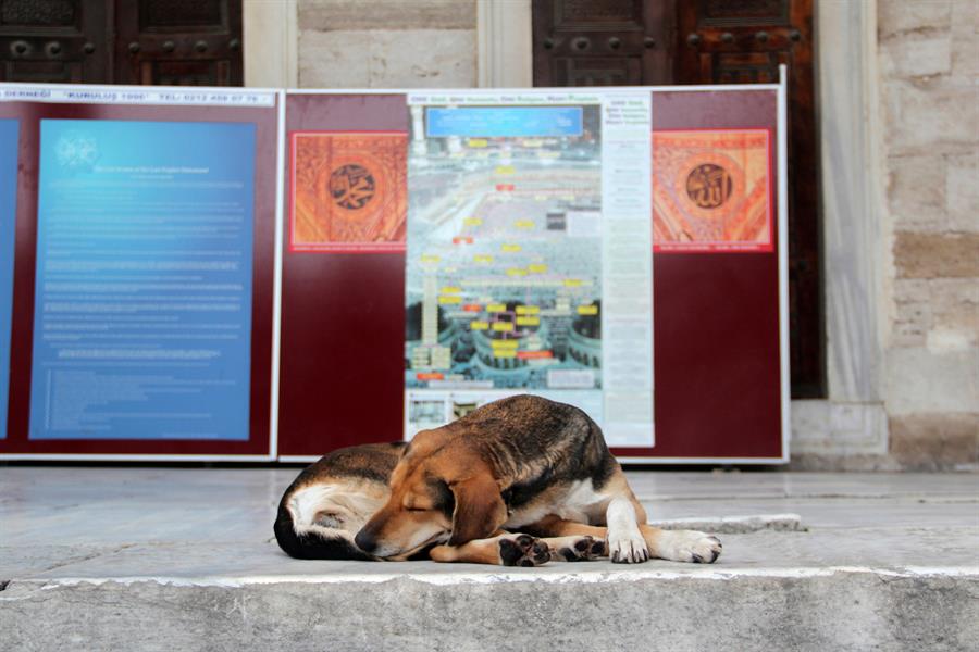 Turquía estudia sacrificar a 4 millones de perros callejeros si no se les encuentra dueño