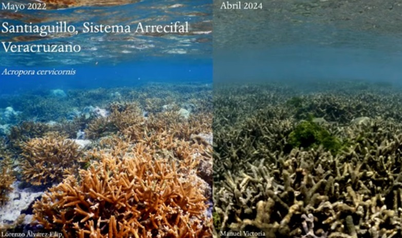 En riesgo, los arrecifes en México debido a las altas temperaturas, advierte científico