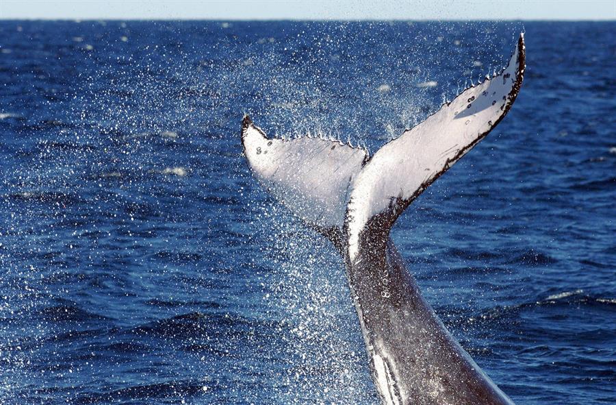 Japón añade otra especie de ballena a su lista para la caza comercial