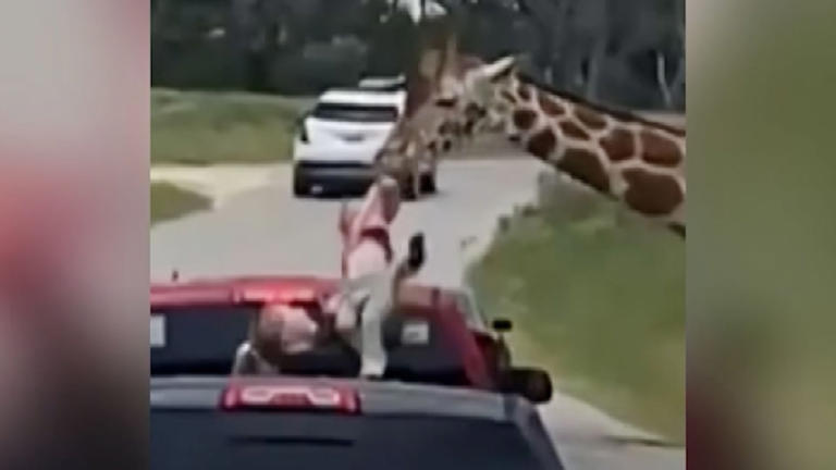 VIDEO: Jirafa levanta a niña con su boca en un safari en Texas