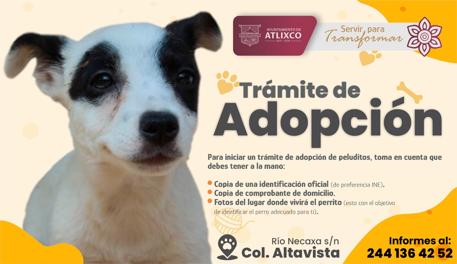 Adógtame: campaña de adopción en Atlixco