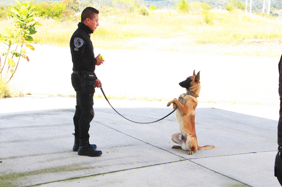 Fortalecen operatividad de unidades caninas: SSP