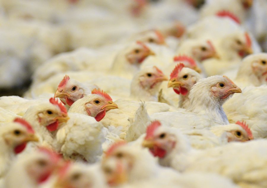 Brasil Confirma El Primer Caso De Gripe Aviar De "alta Patogenicidad" En Granja Comercial