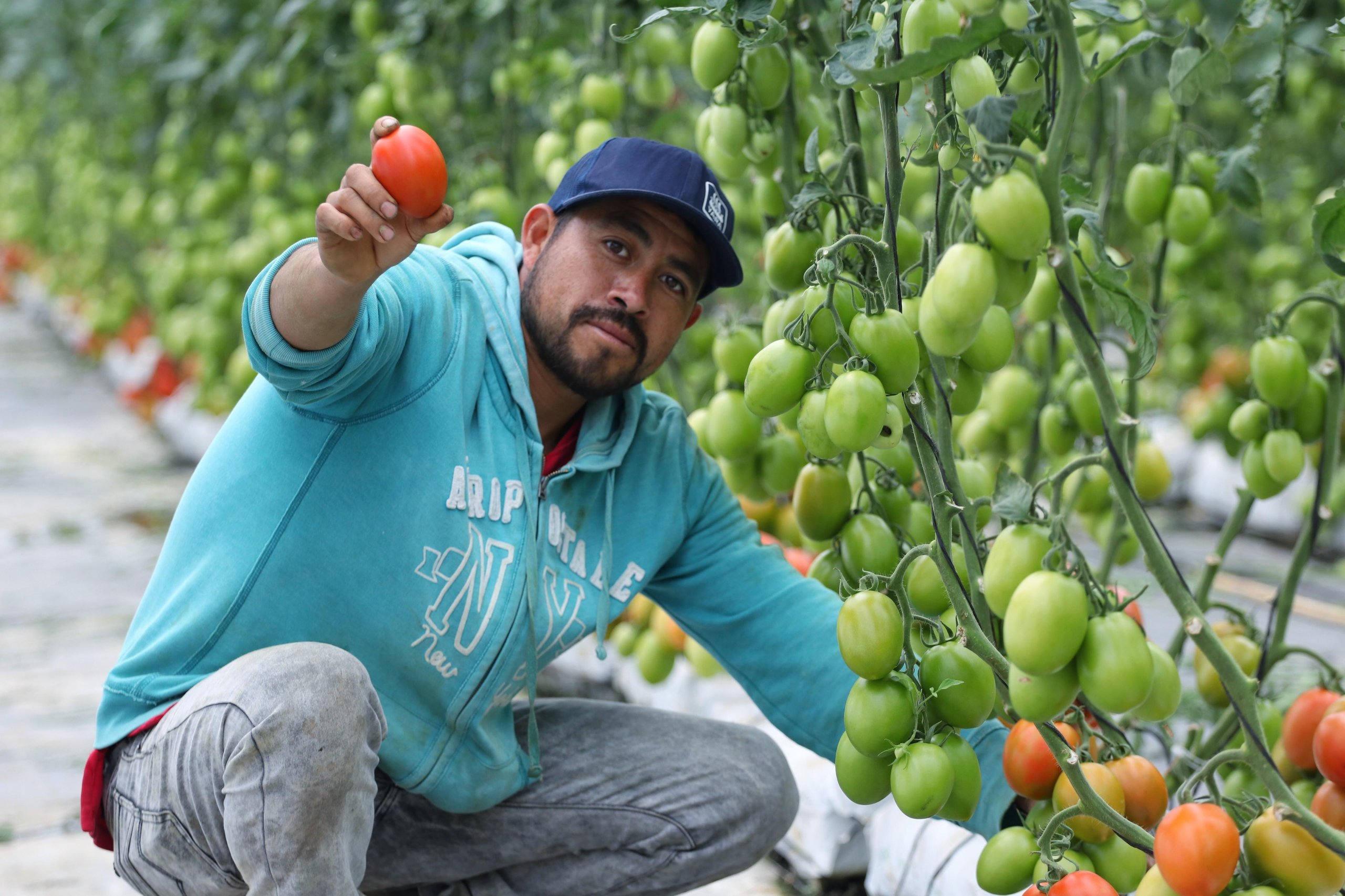 Avanzan trabajos para instalar CITRAA de transformación de jitomate en Aquixtla