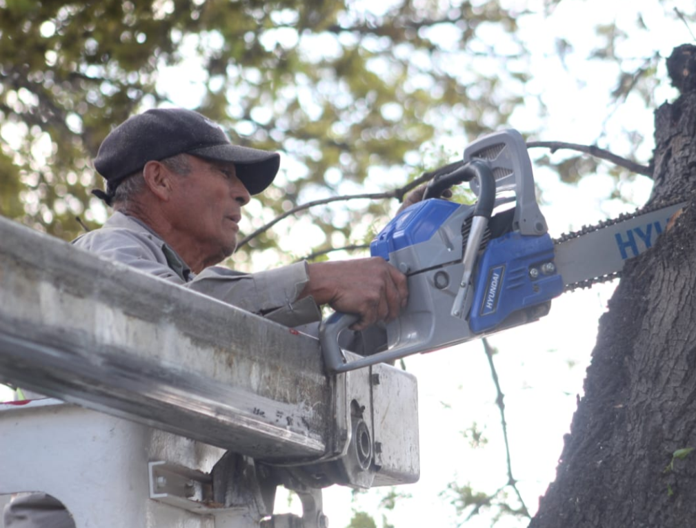 Retiran 29 árboles en situación de riesgo