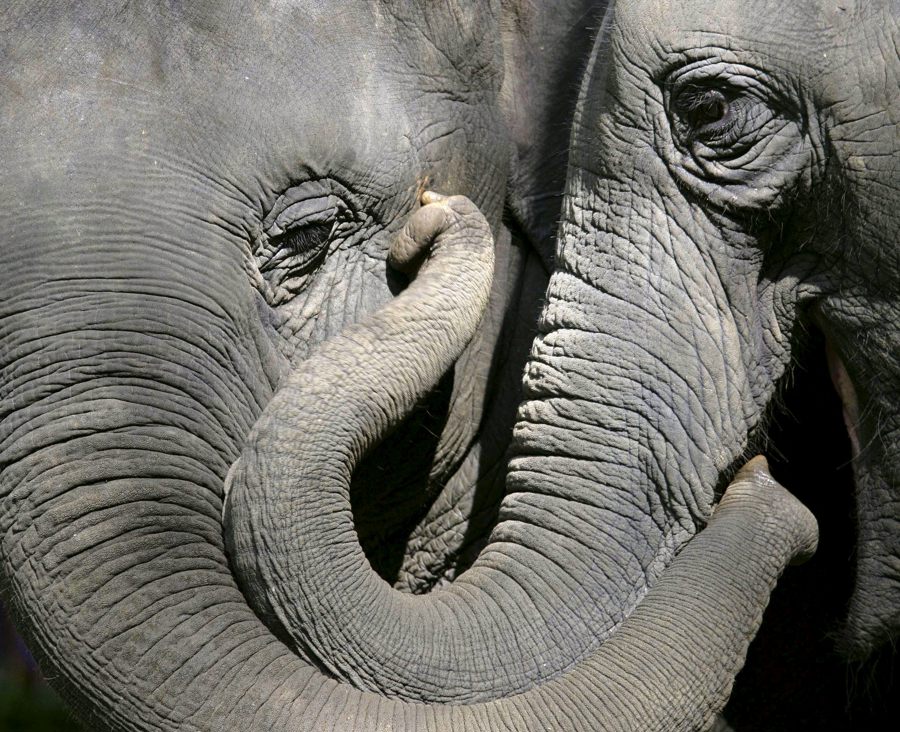 La Población Mundial De Elefantes Cae A 400.000 Ejemplares, Advierte Wwf España