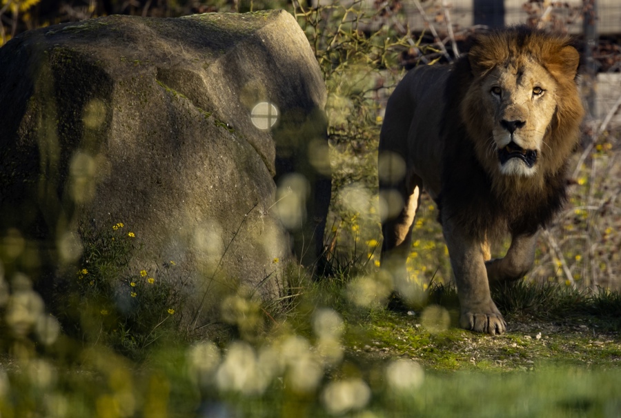 Leones Atacan Y Matan A Un Trabajador De Un Zoológico Frente A Turistas En Tailandia