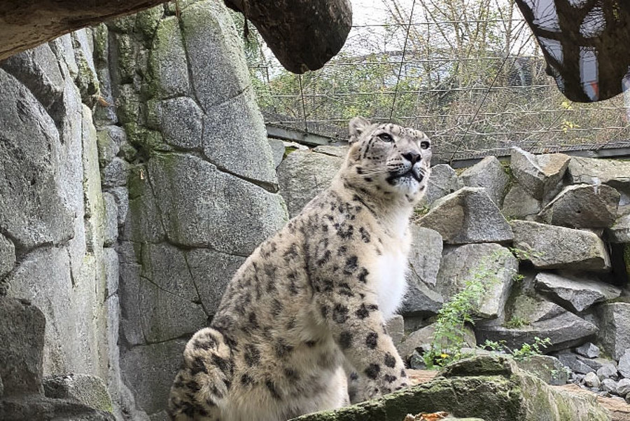 La Postura Frente A La Eutanasia Animal Retrata Las Dos Almas De Los Zoológicos Europeos
