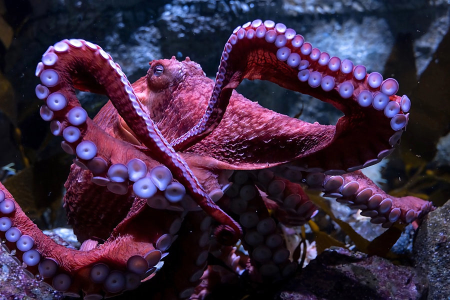 La Inminente Muerte De Un Pulpo Que Cuida A Sus Huevos En Acuario De Eeuu Causa Conmoción