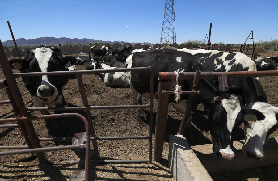 México reporta una reducción del 28 % en plaga ganadera