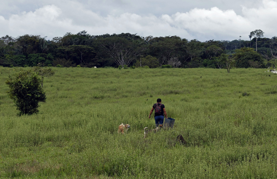 Informe revela una reducción de la deforestación mundial
