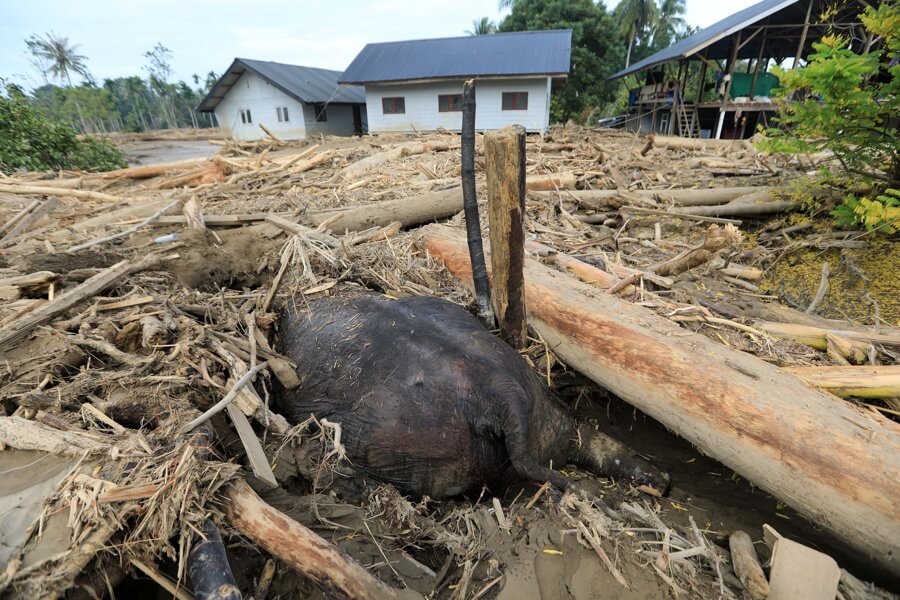 Las Inundaciones Entierran A Un Elefante De Varias Toneladas En Indonesia