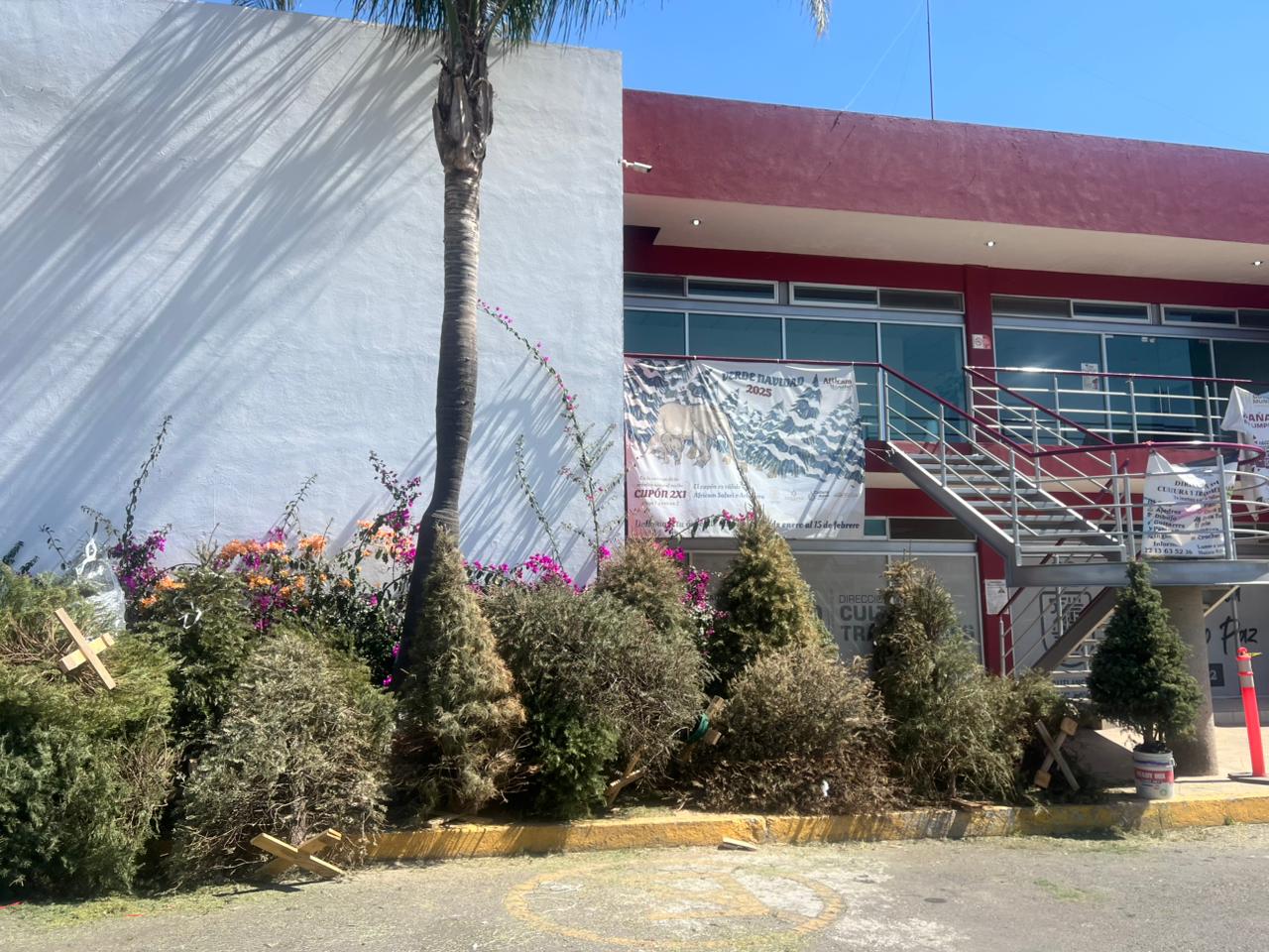 Última semana del programa navidad verde en Cuautlancingo