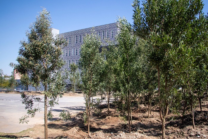 Armenta, ambientalista