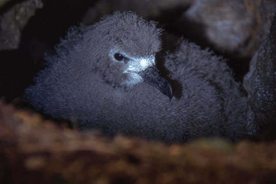 Inauguran en Ecuador reserva Los Petreles