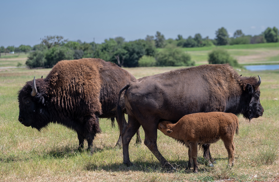 Turista estadounidense embestido por un bisonte