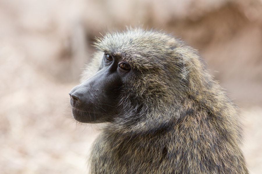 Primates poseen intuición geométrica, similar al humano