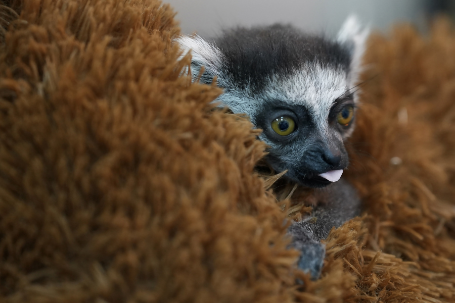 Aferrado A Un Peluche, Una Cría De Lémur Sale Adelante En El Suroeste De Colombia
