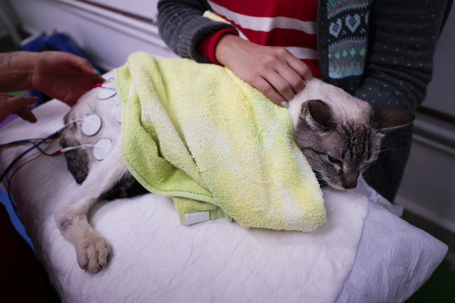 La “paternidad de mascotas” impulsa el gasto veterinario 