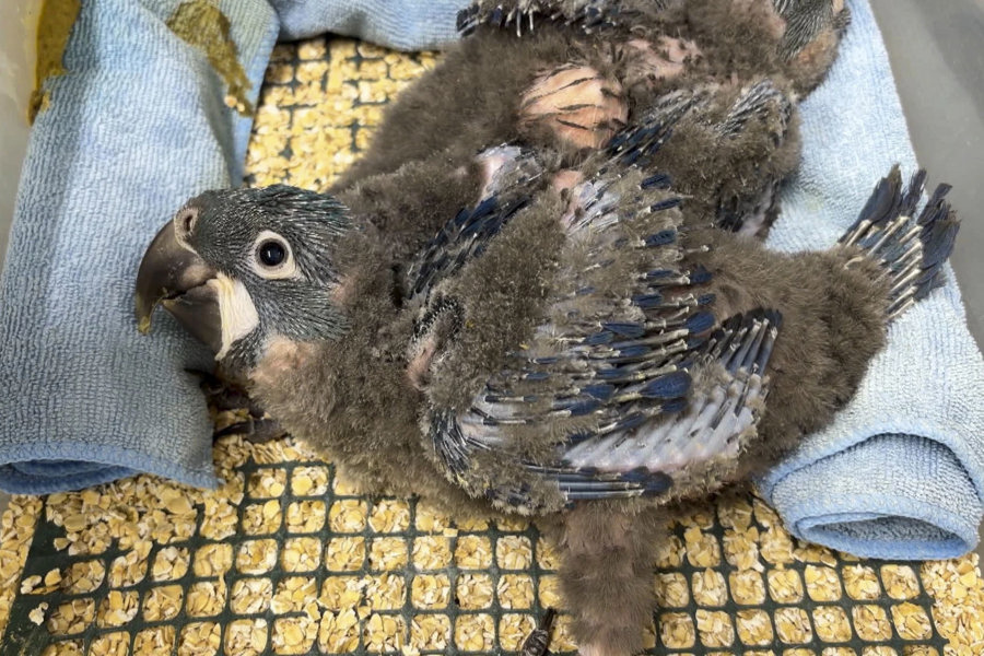 El zoológico belga bate récords por criar guacamayo azul