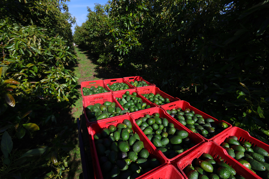 Aguacateros Mexicanos Urgen A Ee.uu. Reactivar Las Exportaciones Tras Alerta De Seguridad