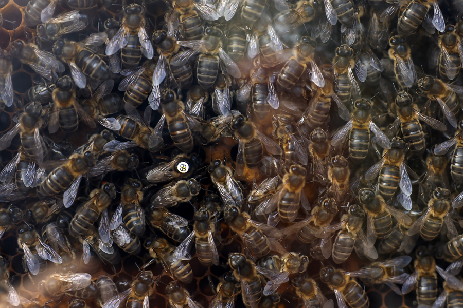 Especies de abejas en Europa están perdiendo terreno