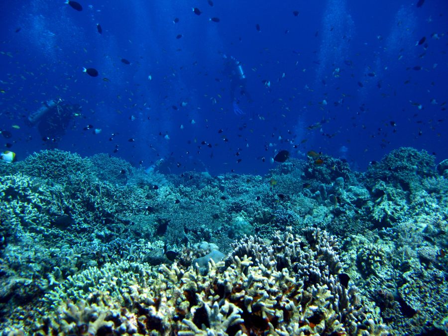 El 96 % de los arrecifes de coral afronta un riesgo crítico